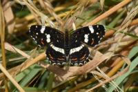 Araschnia levana