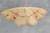 Cyclophora punctaria