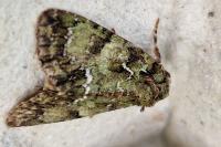 Polyphaenis sericata