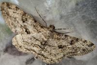 Peribatodes rhomboidaria