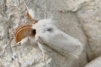 Euproctis chrysorrhoea