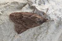 Pachycnemia hippocastanaria