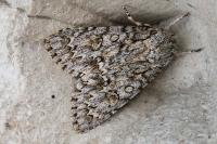 Acronicta aceris