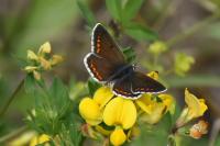 Aricia agestis
