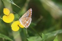 Aricia agestis