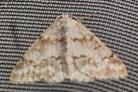 Pseudoterpna coronillaria