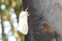 Euproctis chrysorrhoea