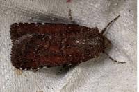 Paucgraphia erythrina