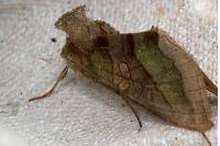 Diachrysia chrysitis