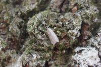 Pachycnemia hippocastanaria