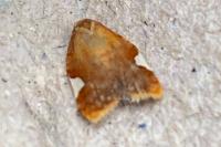 Acleris holmiana
