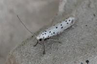 Yponomeuta cagnagella