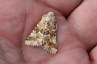 Eremobia ochroleuca