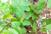 Papilio machaon