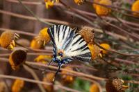 Iphiclides podalirius