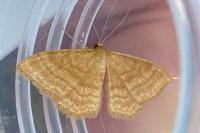 Idaea ochrata