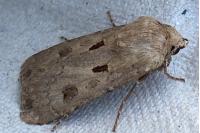 Agrotis exclamationis