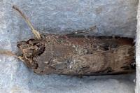 Agrotis ipsilon
