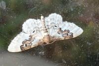 Idaea rusticata