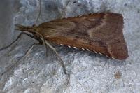 Synaphe punctalis