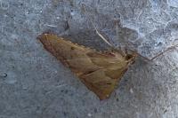 Endotricha flammealis