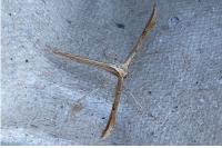 Emmelina monodactyla