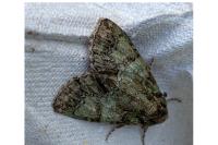 Polyphaenis sericata