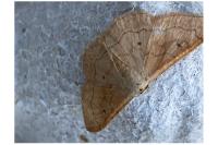 Idaea rubraria