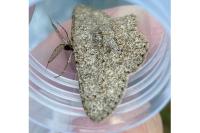 Hypomecis punctinalis