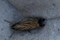 Chrysoteuchia culmella