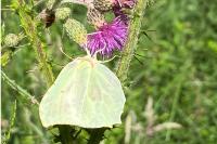 Gonepteryx rhamni