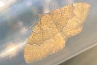 Camptogramma bilineata