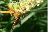 Ochlodes sylvanus