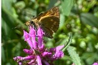 Ochlodes sylvanus