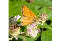 Thymelicus sylvestris