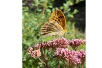 Argynnis paphia
