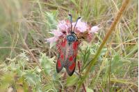 Zygaena loti