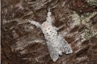 Cerura erminea