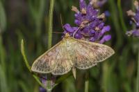 Patania ruralis