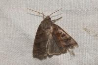 Ipimorpha subtusa