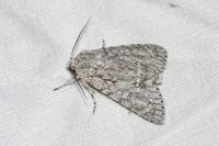 Acronicta aceris