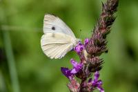 Pieris brassicae