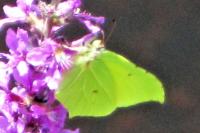 Gonepteryx rhamni