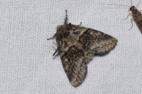 Gluphisia crenata