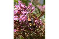 Hemaris fuciformis