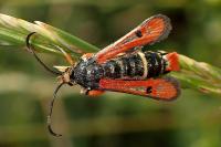 Pyropteron chrysidiforme