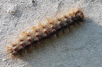 Lymantria dispar