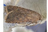 Agrotis segetum