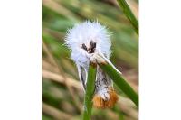 Euproctis chrysorrhoea