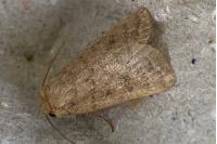 Hoplodrina alsinides/octogenaria